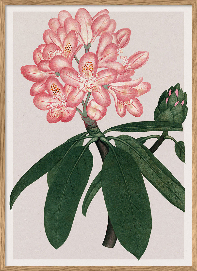 Rhododendrum Maximum