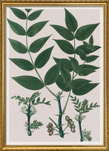 Xanthoxylum Fraxineum