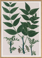 Xanthoxylum Fraxineum