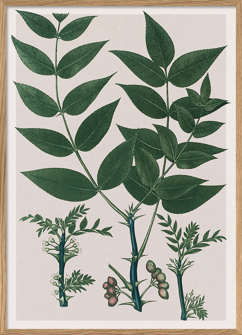 Xanthoxylum Fraxineum