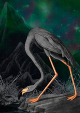 Black Flamingo - outlet