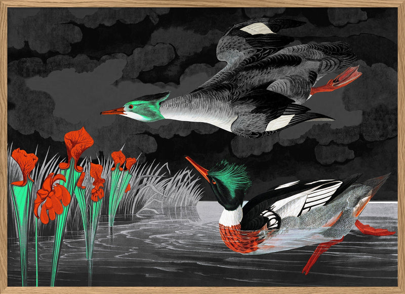 Red-breasted Merganser Remixed