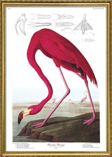 American Flamingo