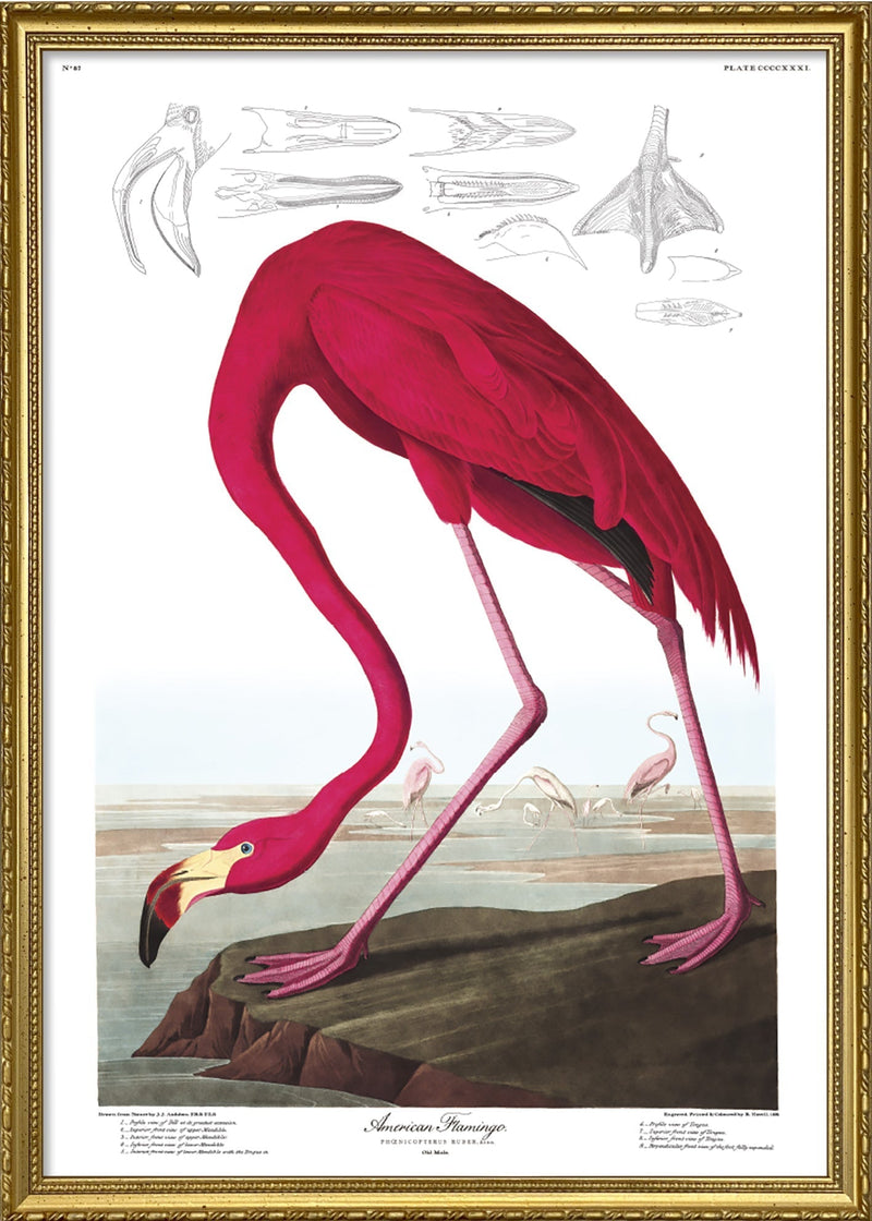American Flamingo