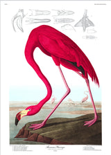 American flamingo - outlet