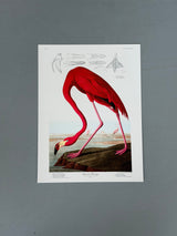 American flamingo - outlet