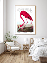 American flamingo - outlet