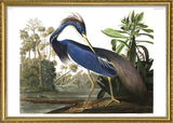 Louisiana Heron
