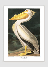 American White Pelican