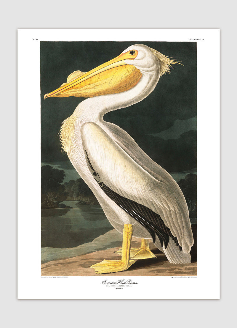 American White Pelican
