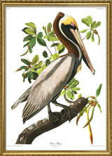 Brown Pelican