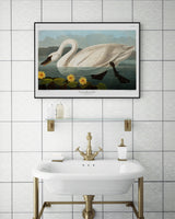 Swan - outlet