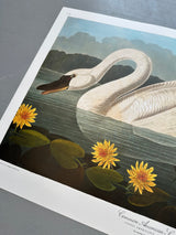 Swan - outlet