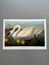 Swan - outlet