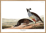 Californian Partridge