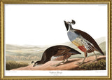 Californian Partridge