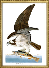 Fish Hawk or Osprey