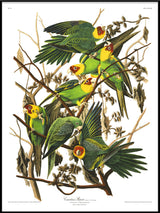 Carolina Parrot