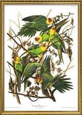 Carolina Parrot