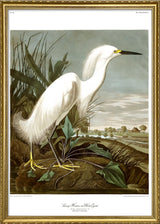 Snowy Heron