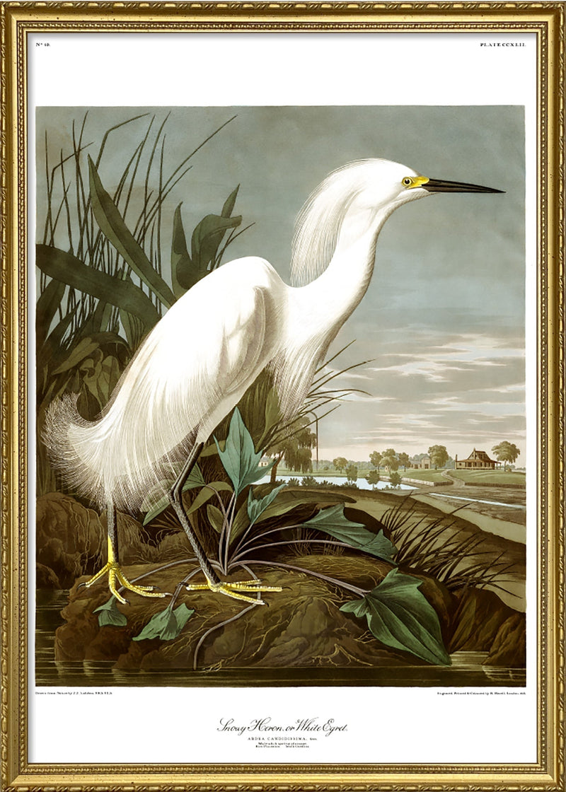 Snowy Heron