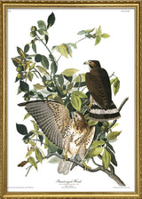 Broad Winged Hawk
