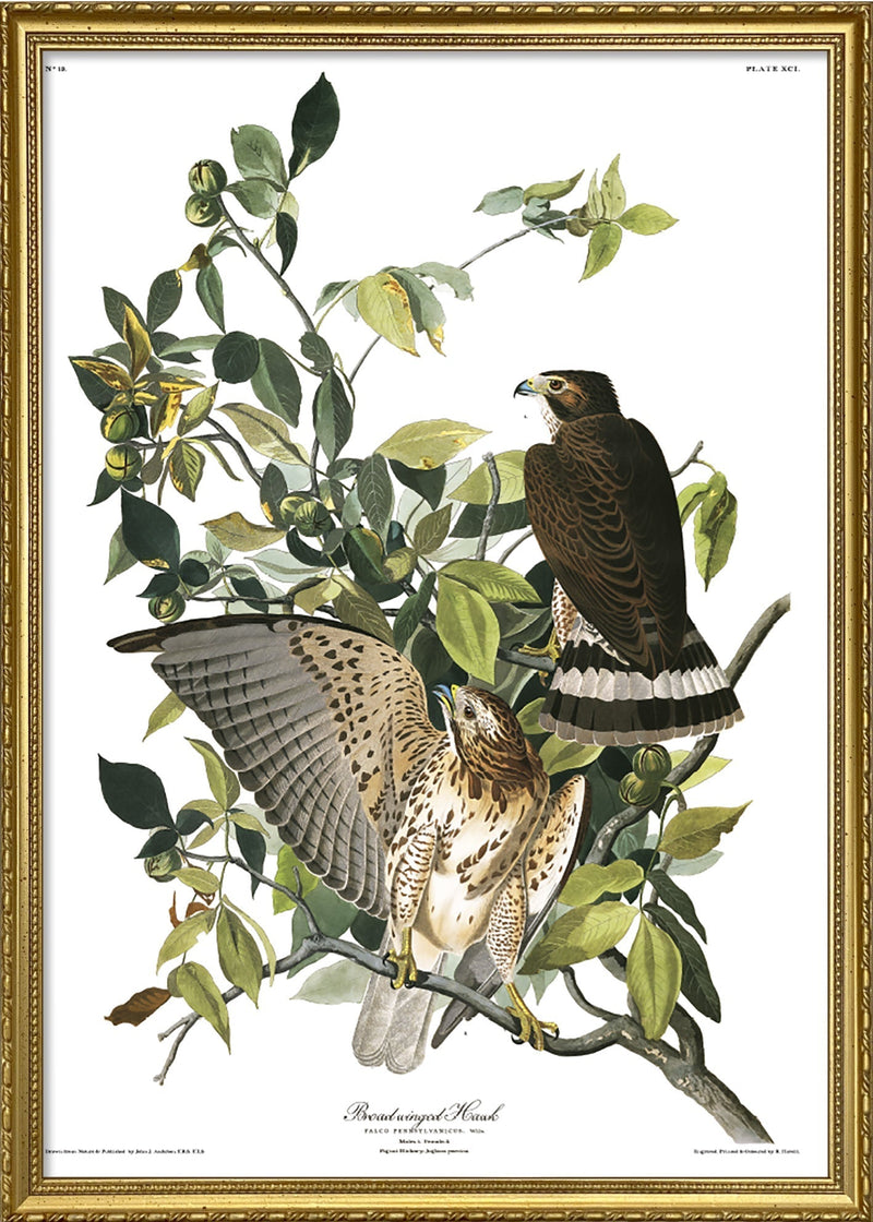 Broad Winged Hawk