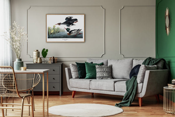 Red-breasted Merganser