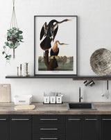 Black-bellied Darter