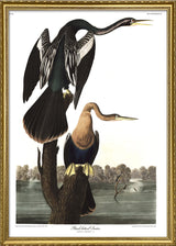 Black-bellied Darter