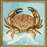 Paraxanthusa
