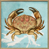 Paraxanthusa