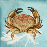 Paraxanthusa
