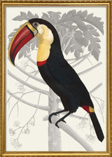 Toucan