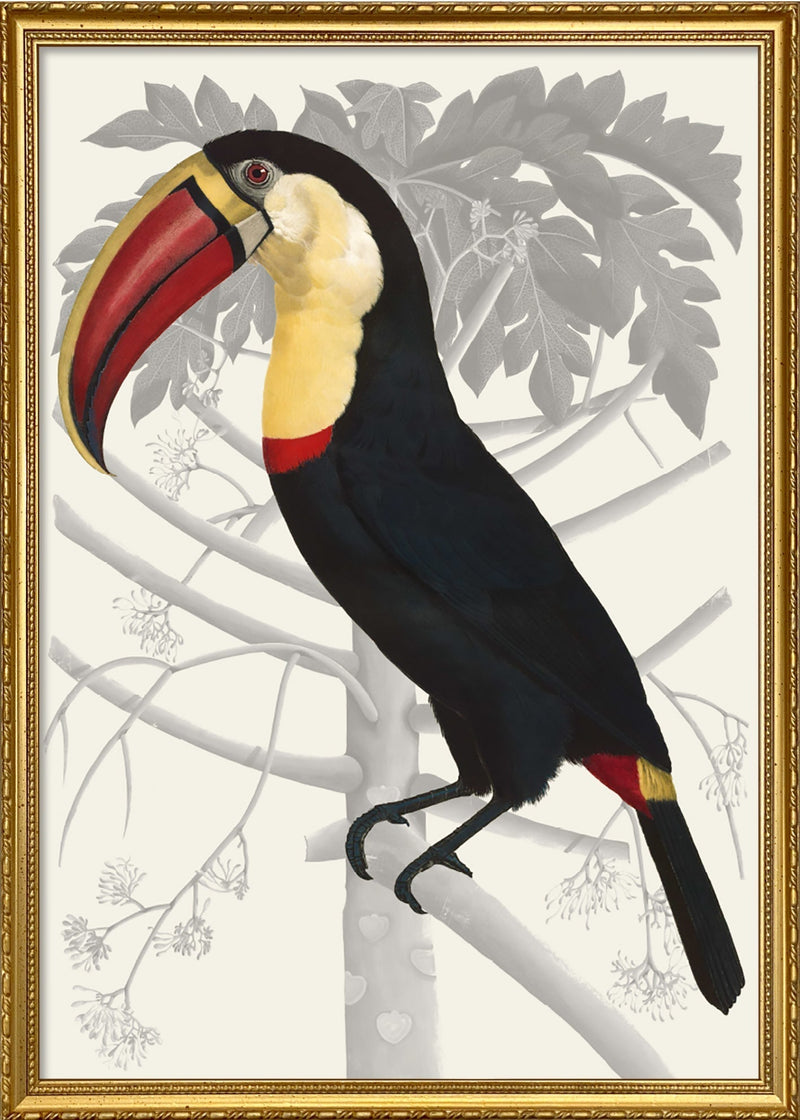 Toucan