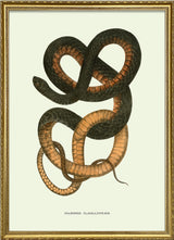 Psamophis Flagelliformis