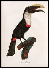 Le Toucan Tocard