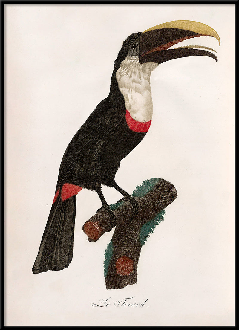 Le Toucan Tocard