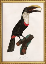 Le Toucan Tocard