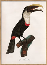 Le Toucan Tocard