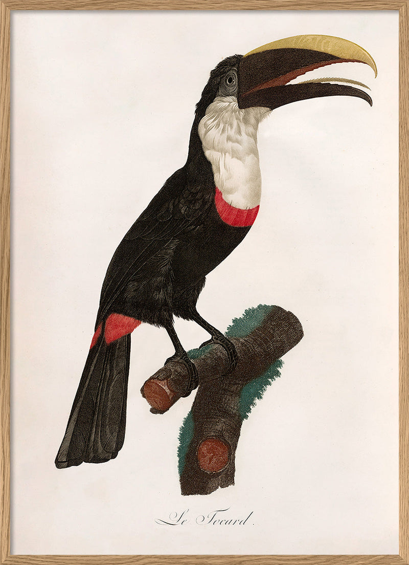 Le Toucan Tocard