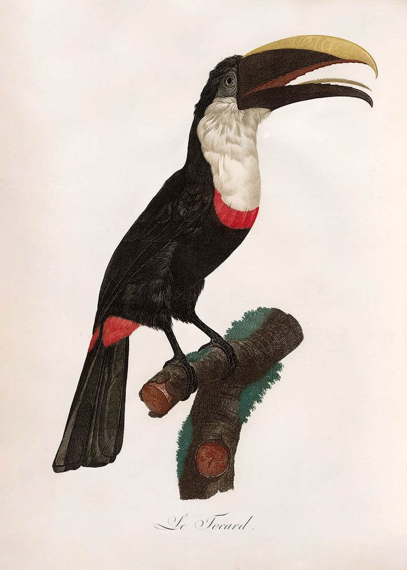Le Toucan Tocard