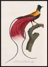 L'Oiseau de Paradis rouge
