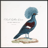 Colombi-Galline Goura