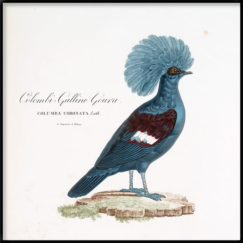 Colombi-Galline Goura