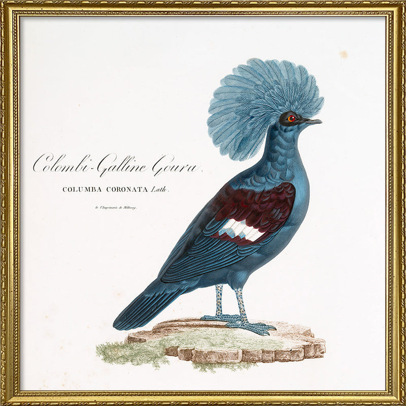 Colombi-Galline Goura