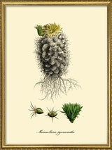 Mammillaria Pycnacantha