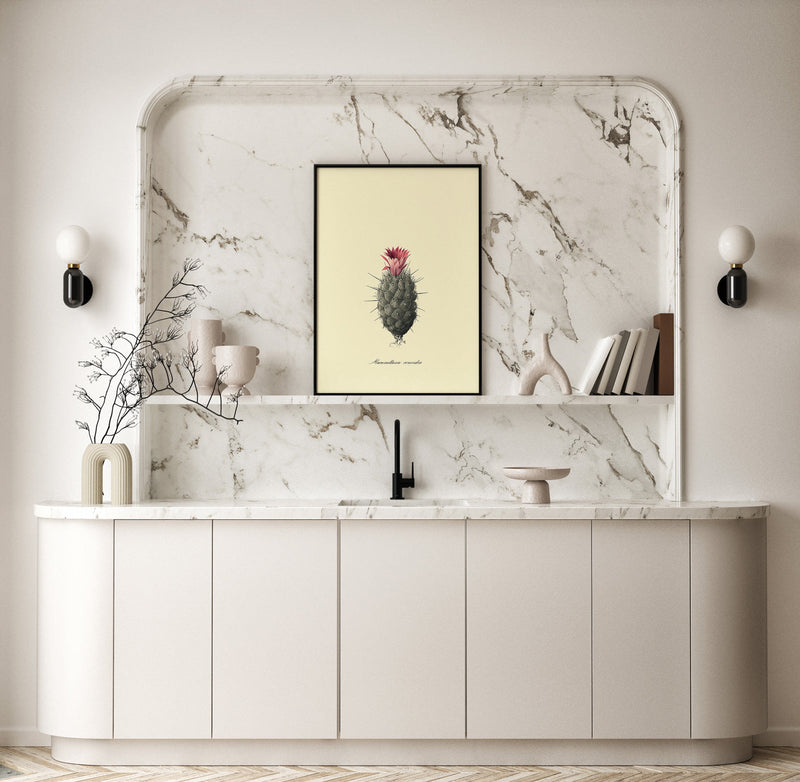 Mammillaria Conoidea