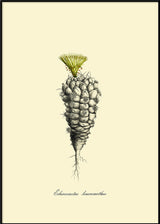 Echinocactus Leucacanthus