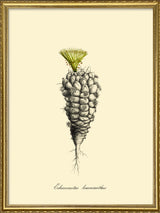 Echinocactus Leucacanthus